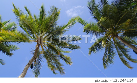 青空に映えるヤシの木 123244114