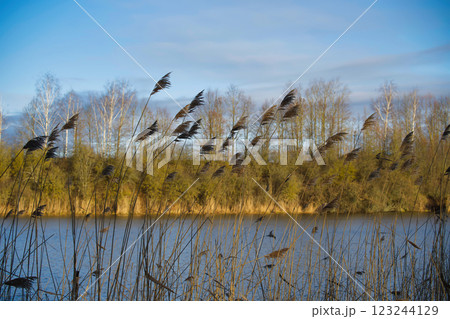 Golden reeds sway gently along the tranquil lakeside, reflecting the soft light of the sky. 123244129