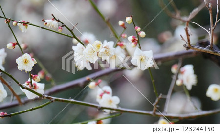 小石川後楽園で咲く白い梅の花は咲く 小石川後楽園で咲く白い梅の花は咲く 123244150