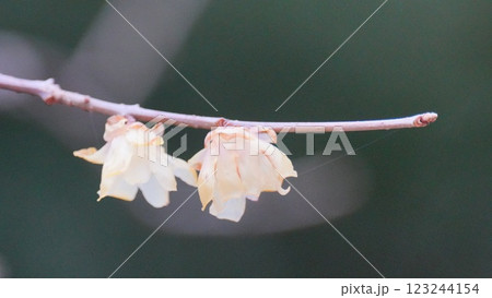 小石川後楽園で咲き始めた梅の花 123244154