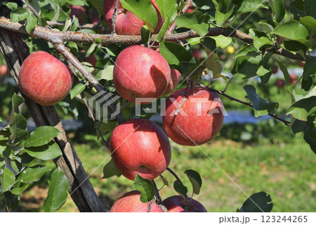 リンゴ 123244265
