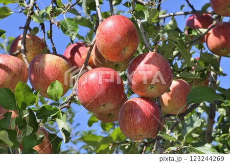 リンゴ 123244269