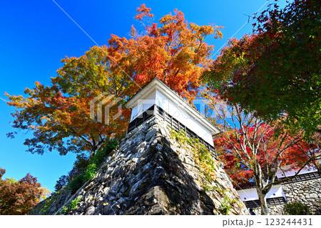 美濃国　郡上八幡城　「天守炎上」青空と紅葉の様子 123244431