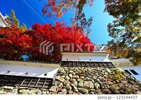 美濃国　郡上八幡城　「天守炎上」青空と紅葉の様子 123244437