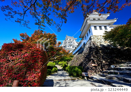 美濃国　郡上八幡城　「天守炎上」青空と紅葉の様子 123244449