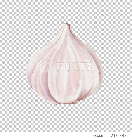 Garlic tuber side view. White vegetable. Seasoning and spice for food. Watercolor illustration isolated from background. Realistic style. Pastel colors. For making compositions with food.  123244483