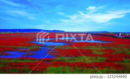 真っ赤に染まったアッケシソウ 123244690