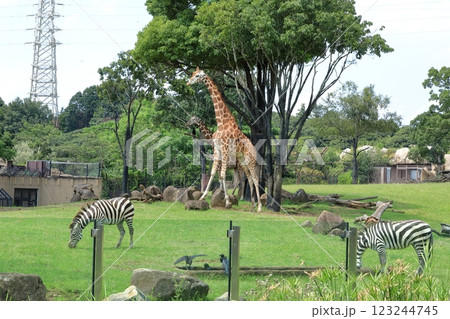 キリンと縞馬　よこはま動物園ズーラシア 123244745