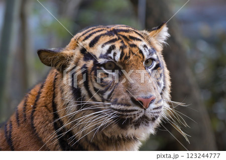 トラ よこはま動物園ズーラシア トラ よこはま動物園ズーラシア 123244777