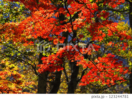 志賀高原　紅葉 123244781