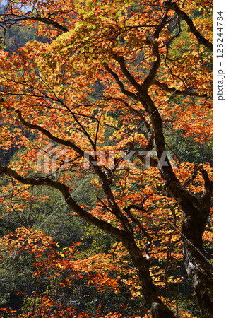 志賀高原 紅葉 志賀高原 紅葉 123244784