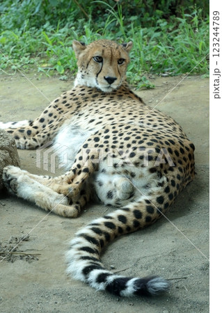 ヒョウ よこはま動物園ズーラシア ヒョウ よこはま動物園ズーラシア 123244789