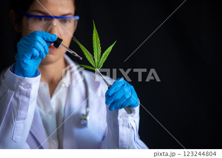 Close up hands science laboratory woman research for marijuana natural aromatic Close up hands science laboratory woman research for marijuana natural aromatic 123244804