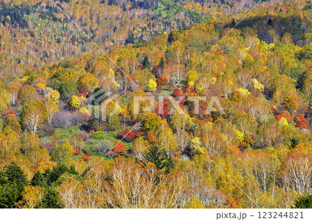 志賀高原 紅葉 志賀高原 紅葉 123244821