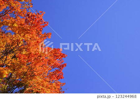 紅葉 123244968