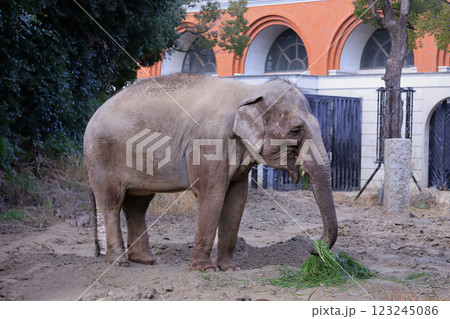 ゾウ　よこはま動物園ズーラシア 123245086