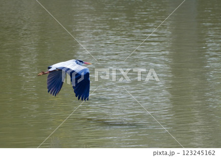 青鷺 heron / Japan 123245162