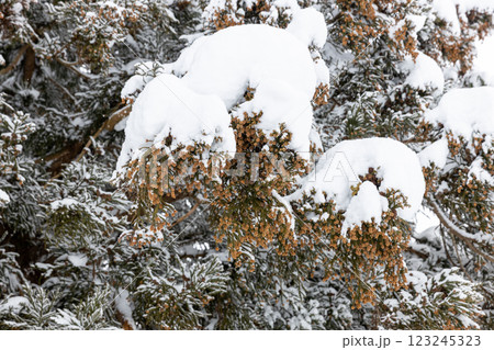 雪をかぶった杉雄花のつぼみ 123245323