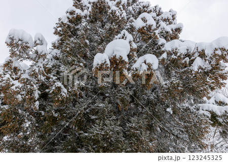 雪をかぶった杉雄花のつぼみ 123245325