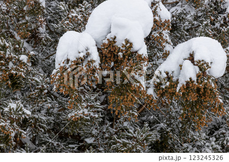 雪をかぶった杉雄花のつぼみ 123245326