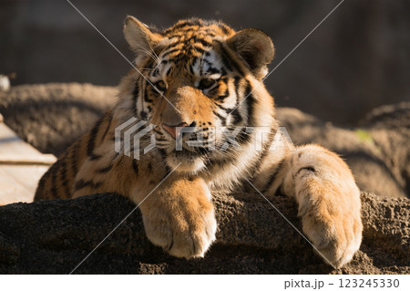 日向ぼっこするトラの子 日向ぼっこするトラの子 123245330