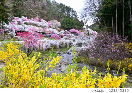 花桃の里 花桃の里 123245359
