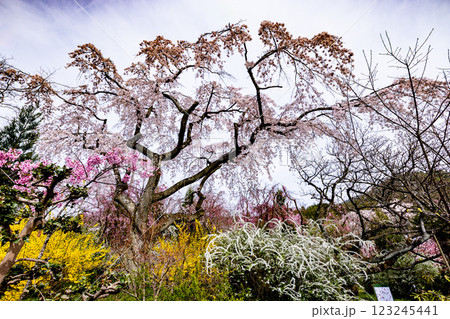 京都府　原谷苑の桜風景 123245441