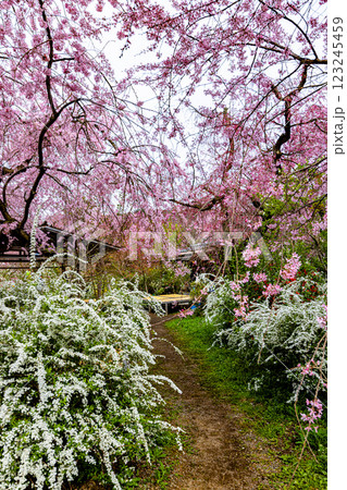 京都府　原谷苑の桜風景 123245459
