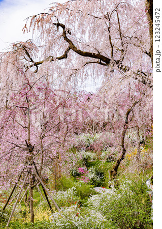 京都府 原谷苑の桜風景 京都府 原谷苑の桜風景 123245472