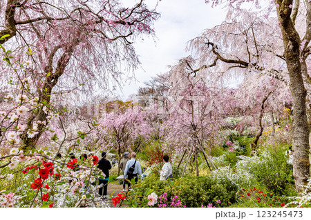 京都府 原谷苑の桜風景 京都府 原谷苑の桜風景 123245473