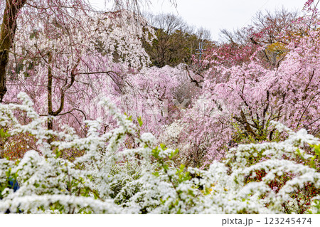 京都府 原谷苑の桜風景 京都府 原谷苑の桜風景 123245474