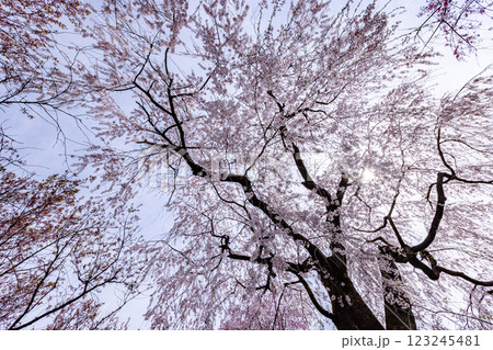 京都府　原谷苑の桜風景 123245481