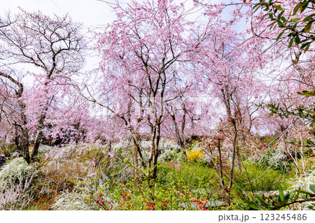 京都府　原谷苑の桜風景 123245486