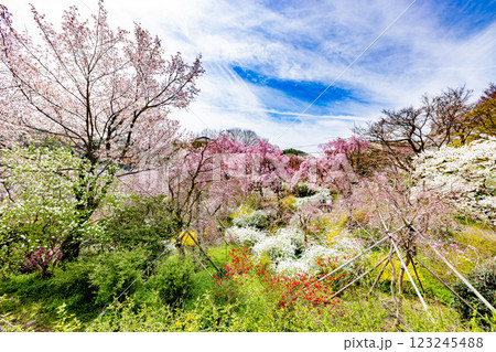 京都府　原谷苑の桜風景 123245488