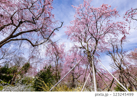 京都府　原谷苑の桜風景 123245499