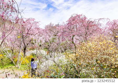 京都府　原谷苑の桜風景 123245512
