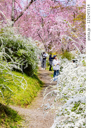 京都府　原谷苑の桜風景 123245514