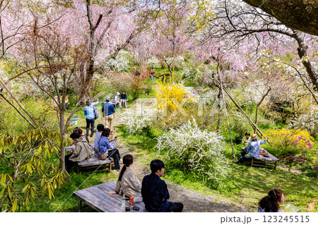 京都府　原谷苑の桜風景 123245515