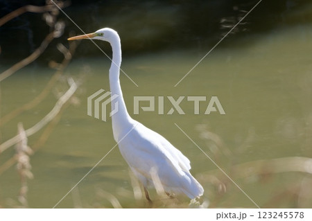 白鷺 egret / Japan 123245578