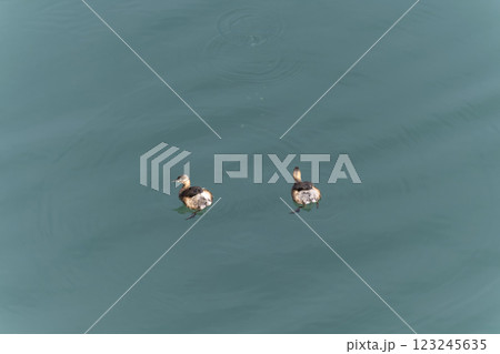 カイツブリ 123245635