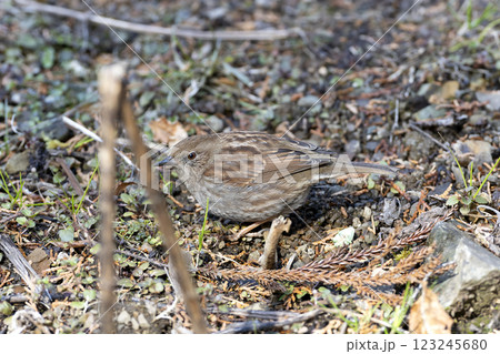 カヤクグリ 123245680