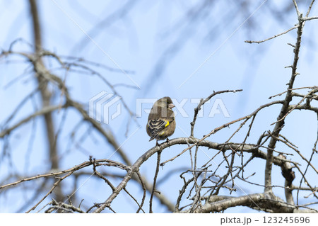 カワラヒワ 123245696