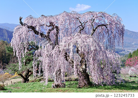 弁天さんの桜 弁天さんの桜 123245733