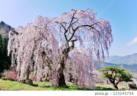 弁天さんの桜 123245734