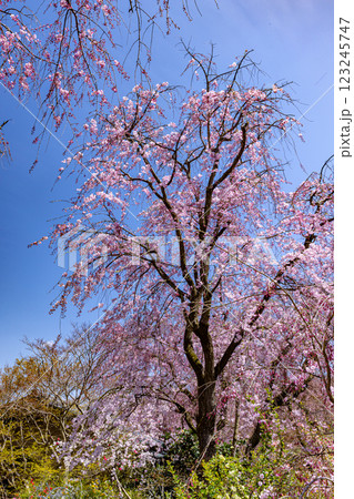 京都府　原谷苑の桜風景 123245747