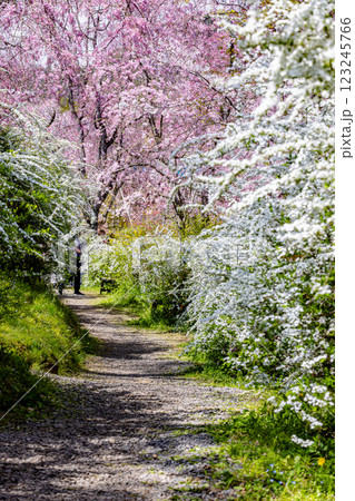 京都府　原谷苑の桜風景 123245766