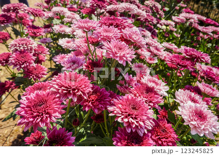 Chrysanthemum, formerly Dendranthemum Pink blooming Chrysanthemum, formerly Dendranthemum Pink blooming 123245825