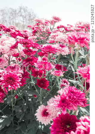 Chrysanthemum, formerly Dendranthemum Pink blooming 123245827