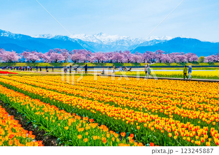あさひ舟川・春の四重奏 123245887