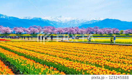 あさひ舟川・春の四重奏 あさひ舟川・春の四重奏 123245888